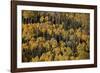 Yellow Aspens Among Evergreens in the Fall-James Hager-Framed Photographic Print