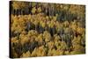 Yellow Aspens Among Evergreens in the Fall-James Hager-Stretched Canvas