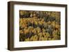 Yellow Aspens Among Evergreens in the Fall-James Hager-Framed Photographic Print