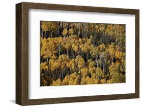 Yellow Aspens Among Evergreens in the Fall-James Hager-Framed Photographic Print