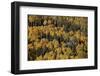 Yellow Aspens Among Evergreens in the Fall-James Hager-Framed Photographic Print