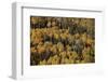 Yellow Aspens Among Evergreens in the Fall-James Hager-Framed Photographic Print