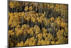 Yellow Aspens Among Evergreens in the Fall-James Hager-Mounted Photographic Print