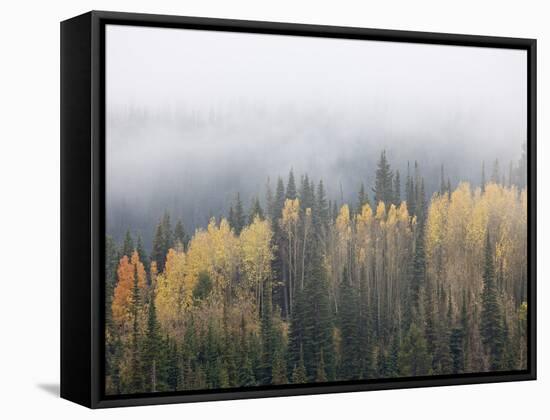 Yellow Aspens and Evergreens with Low Clouds, Wasatch-Cache National Forest, Utah, USA-James Hager-Framed Stretched Canvas