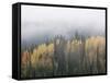 Yellow Aspens and Evergreens with Low Clouds, Wasatch-Cache National Forest, Utah, USA-James Hager-Framed Stretched Canvas