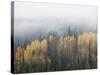 Yellow Aspens and Evergreens with Low Clouds, Wasatch-Cache National Forest, Utah, USA-James Hager-Stretched Canvas