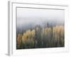 Yellow Aspens and Evergreens with Low Clouds, Wasatch-Cache National Forest, Utah, USA-James Hager-Framed Photographic Print