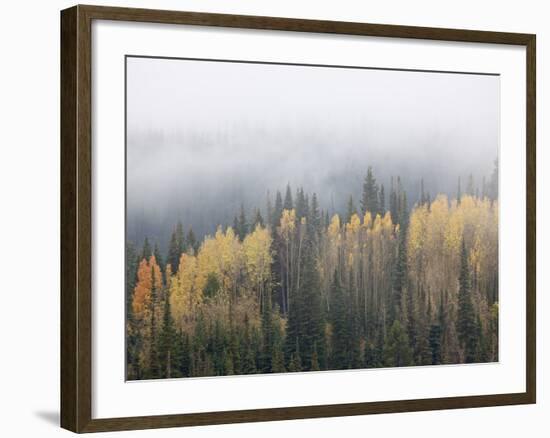 Yellow Aspens and Evergreens with Low Clouds, Wasatch-Cache National Forest, Utah, USA-James Hager-Framed Photographic Print