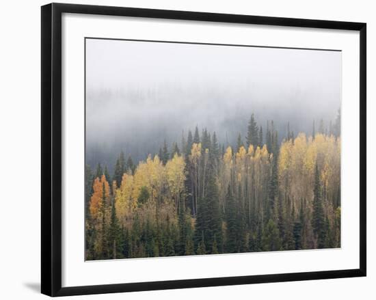 Yellow Aspens and Evergreens with Low Clouds, Wasatch-Cache National Forest, Utah, USA-James Hager-Framed Photographic Print