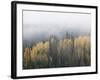 Yellow Aspens and Evergreens with Low Clouds, Wasatch-Cache National Forest, Utah, USA-James Hager-Framed Photographic Print