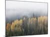 Yellow Aspens and Evergreens with Low Clouds, Wasatch-Cache National Forest, Utah, USA-James Hager-Mounted Photographic Print