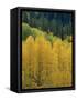 Yellow Aspens, Colorado, USA-Jean Brooks-Framed Stretched Canvas