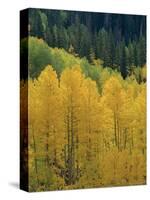 Yellow Aspens, Colorado, USA-Jean Brooks-Stretched Canvas