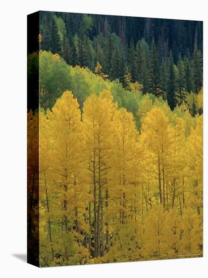 Yellow Aspens, Colorado, USA-Jean Brooks-Stretched Canvas