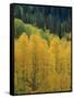 Yellow Aspens, Colorado, USA-Jean Brooks-Framed Stretched Canvas