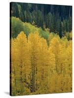 Yellow Aspens, Colorado, USA-Jean Brooks-Stretched Canvas