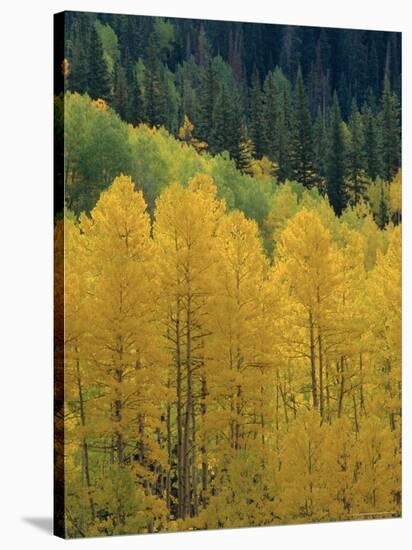 Yellow Aspens, Colorado, USA-Jean Brooks-Stretched Canvas