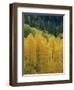 Yellow Aspens, Colorado, USA-Jean Brooks-Framed Photographic Print