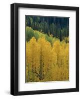 Yellow Aspens, Colorado, USA-Jean Brooks-Framed Photographic Print