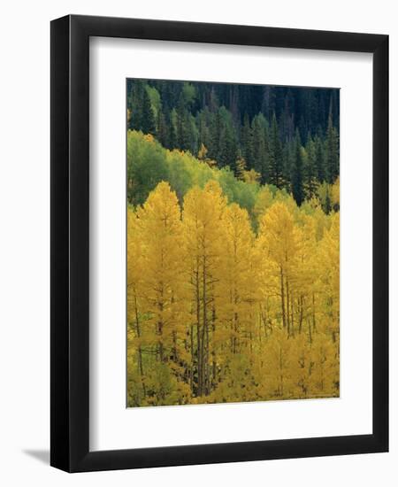 Yellow Aspens, Colorado, USA-Jean Brooks-Framed Photographic Print