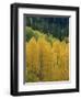 Yellow Aspens, Colorado, USA-Jean Brooks-Framed Photographic Print