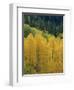 Yellow Aspens, Colorado, USA-Jean Brooks-Framed Photographic Print