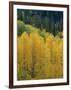 Yellow Aspens, Colorado, USA-Jean Brooks-Framed Photographic Print