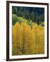 Yellow Aspens, Colorado, USA-Jean Brooks-Framed Photographic Print