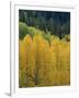 Yellow Aspens, Colorado, USA-Jean Brooks-Framed Photographic Print