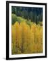 Yellow Aspens, Colorado, USA-Jean Brooks-Framed Photographic Print