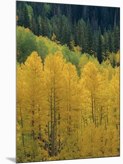 Yellow Aspens, Colorado, USA-Jean Brooks-Mounted Photographic Print