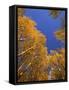 Yellow Aspens in the Fall, Colorado, United States of America, North America-Jean Brooks-Framed Stretched Canvas