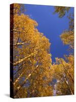Yellow Aspens in the Fall, Colorado, United States of America, North America-Jean Brooks-Stretched Canvas
