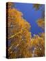 Yellow Aspens in the Fall, Colorado, United States of America, North America-Jean Brooks-Stretched Canvas