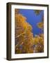 Yellow Aspens in the Fall, Colorado, United States of America, North America-Jean Brooks-Framed Photographic Print