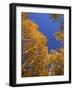 Yellow Aspens in the Fall, Colorado, United States of America, North America-Jean Brooks-Framed Photographic Print