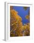 Yellow Aspens in the Fall, Colorado, United States of America, North America-Jean Brooks-Framed Photographic Print