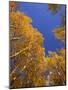 Yellow Aspens in the Fall, Colorado, United States of America, North America-Jean Brooks-Mounted Photographic Print