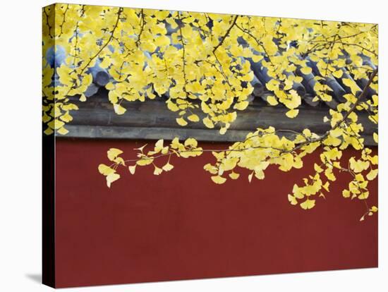 Yellow Autumn Coloured Leaves Against a Red Wall in Ritan Park, Beijing, China-Kober Christian-Stretched Canvas
