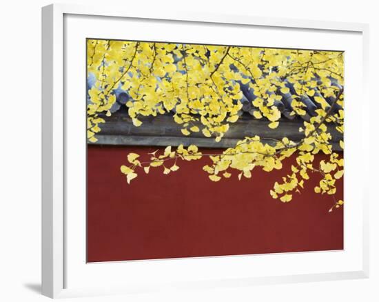 Yellow Autumn Coloured Leaves Against a Red Wall in Ritan Park, Beijing, China-Kober Christian-Framed Photographic Print