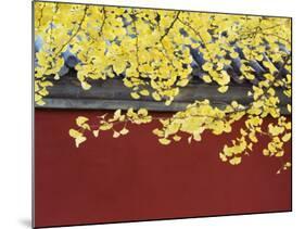 Yellow Autumn Coloured Leaves Against a Red Wall in Ritan Park, Beijing, China-Kober Christian-Mounted Photographic Print
