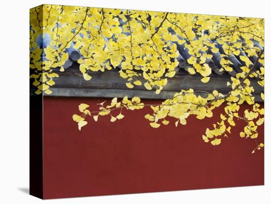Yellow Autumn Coloured Leaves Against a Red Wall in Ritan Park, Beijing, China-Kober Christian-Stretched Canvas