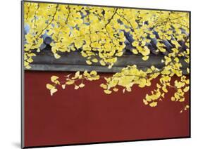 Yellow Autumn Coloured Leaves Against a Red Wall in Ritan Park, Beijing, China-Kober Christian-Mounted Photographic Print