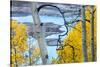 Yellow Autumn Leaves on Turquoise Aspen Waters, Silver Jack Reservoir, Uncompahgre National Forest-Judith Zimmerman-Stretched Canvas