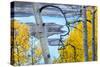 Yellow Autumn Leaves on Turquoise Aspen Waters, Silver Jack Reservoir, Uncompahgre National Forest-Judith Zimmerman-Stretched Canvas