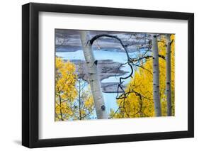 Yellow Autumn Leaves on Turquoise Aspen Waters, Silver Jack Reservoir, Uncompahgre National Forest-Judith Zimmerman-Framed Photographic Print