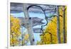 Yellow Autumn Leaves on Turquoise Aspen Waters, Silver Jack Reservoir, Uncompahgre National Forest-Judith Zimmerman-Framed Photographic Print