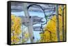 Yellow Autumn Leaves on Turquoise Aspen Waters, Silver Jack Reservoir, Uncompahgre National Forest-Judith Zimmerman-Framed Stretched Canvas
