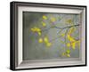 Yellow Autumnal Birch (Betula) Tree Limbs Against Gray Stucco Wall-Images Monsoon-Framed Photographic Print