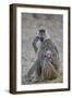 Yellow baboon mother and days-old infant, Ruaha National Park, Tanzania, East Africa, Africa-James Hager-Framed Photographic Print